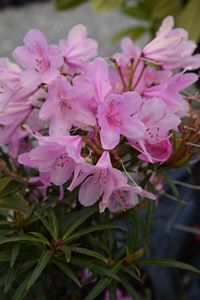 Rhodo Graziella